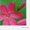 Card - Happy Birthday, Pink Flower with NIV Scripture Text