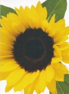 Card - Bright Sunflower, Single Card