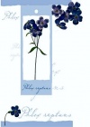 Birthday Card - Purple Flowers with Attachment - 4PC12