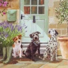 Card - Happy Birthday - Time for a Walk Three Dogs 