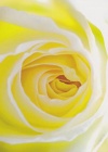 Card - Happy Birthday, Yellow Rose with ESV Bible text