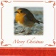 Christmas Cards - Merry Christmas Robins - Pack of 10 - CMS